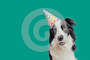 Happy Birthday party concept. Funny cute puppy dog border collie wearing birthday silly hat isolated on green background