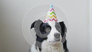 Happy birthday party concept. Funny cute puppy dog border collie wearing birthday silly hat isolated on white background