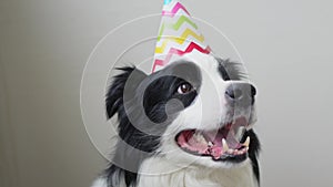 Happy birthday party concept. Funny cute puppy dog border collie wearing birthday silly hat isolated on white background