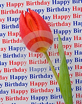 Happy birthday: a special message with a tulip.