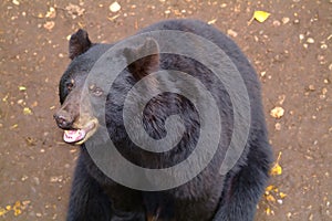 Happy black bear