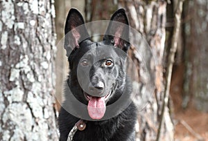 Happy black Belgian Shepherd Malinois German Shepherd dog with panting tongue outside on leash