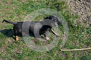 Happy black-brown dachshund running. Dachshund breed, sausage dog, Dachshund on a walk
