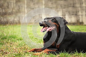 Happy black doberman pinscher dogs lie waiting in the meadow