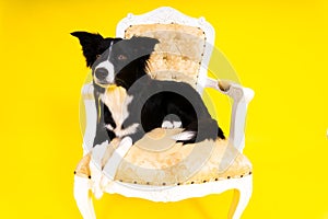 Happy black dog border collie portrait on yellow and red background