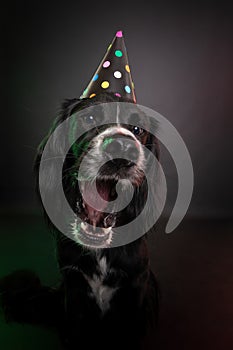 Happy black dog with open mouth wearing a party hat.