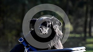 Happy black dog in People`s Park Volkspark Rehberge in Berlin-Wedding, Germany
