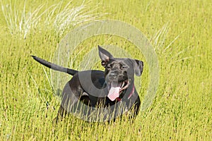Happy black dog playing in long grass