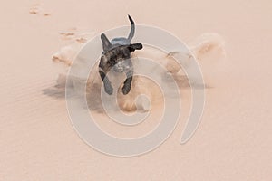 Happy black dog running through sand