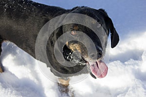 Happy black dog on white snow