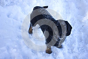 Happy black dog on white snow