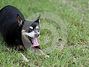 Happy black fat lovely cute old miniature pincher dog dancing rolling outdoor on green grass floor