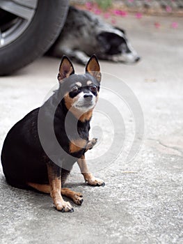 Happy black fat lovely miniature pinscher