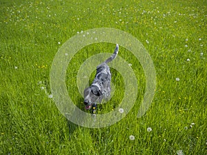 Happy black gray hunting dog running walking in the green high g