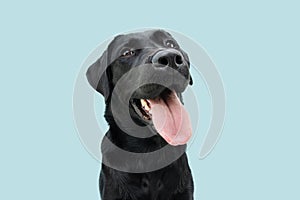 Happy black labrador puppy dog sticking out a big tongue. Isolated on blue background