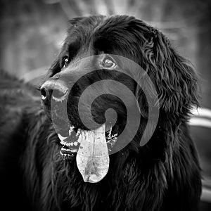 Happy black Newfoundland dog face with tongue hanging out.