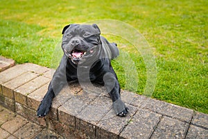 Happy, black, smiling Staffordshire Bull Terrier on lying down outside on grass at the top of some garden steps