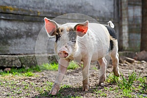 Happy black spotted piglet in grass