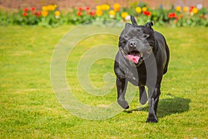 Happy black Staffordshire Bull Terrier dog running on grass on a sunny day with a big smile on his face