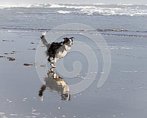 Happy black and white collie dog running on the beach