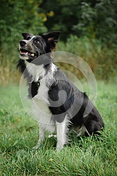 Happy black and white dog is sitting on the green grass during summer day.