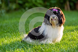 Happy black and white havanese puppy dog is sitting in the grass