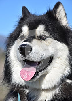 Happy Black and White Husky Mix with His Tongue Out