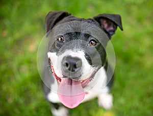 A happy black and white Pit Bull Terrier mixed breed dog looking up