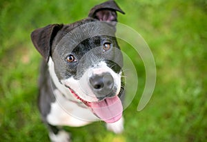 A happy black and white Pit Bull Terrier mixed breed dog looking up