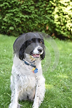 Happy black and white springer spanial in a bright summer yard