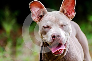 Happy blinking Blue Pit Bull with Perky Ears
