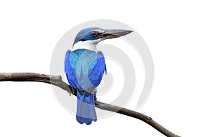 Happy blue bird while perching on thin wooden branch isolated on white background, fascinated wild animal