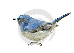 Blue bird with shaking tail tail and puffy feathers isolated on white background, hainan blue flycatcher Cyornis hainanus