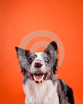 Happy Blue Merle Border Collie Dog on Orange Background