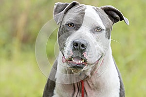 Happy Blue Nose American Pitbull Terrier dog