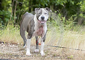 Happy Blue Nose American Pitbull Terrier dog outside on leash