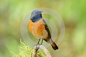 Happy blue and orange bird perching on wooden branch over fine green background, male of Blue-fronted Redstart