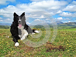 Happy Border Collie