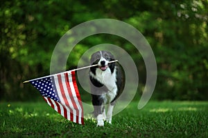 Happy border collie carrying American flag