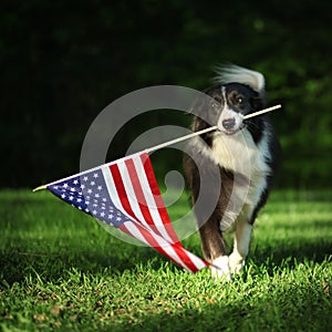 Happy border collie carrying American flag