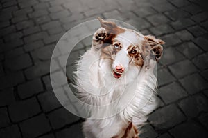 Happy border collie dog doing tricks outdoors on the street