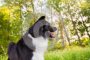 Happy Border Collie dog without leash outdoors in nature in beautiful sunrise. Happy Dog looking aside in city park