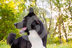 Happy Border Collie dog without leash outdoors in nature in beautiful sunrise. Happy Dog looking aside in city park