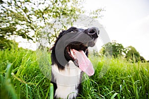 Happy Border Collie dog without leash outdoors in nature in beautiful sunrise. Happy Dog looking aside in city park