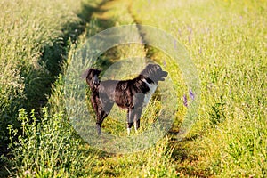 Happy Border Collie dog without leash outdoors in nature in beautiful sunrise. Happy Dog looking aside in city park