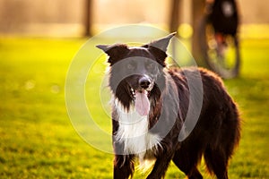 Happy Border Collie dog without leash outdoors in nature in beautiful sunrise. Happy Dog looking to camera in city park