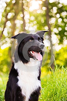 Happy Border Collie dog without leash outdoors in nature in beautiful sunrise. Happy Dog looking to camera in city park