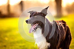 Happy Border Collie dog without leash outdoors in nature in beautiful sunrise. Happy Dog looking to camera in city park
