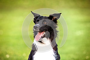 Happy Border Collie dog without leash outdoors in nature in beautiful sunrise. Happy Dog looking to camera in city park