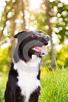 Happy Border Collie dog without leash outdoors in nature in beautiful sunrise. Happy Dog looking to camera in city park